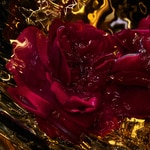 125 ML GUERLAIN ABSOLUS ALLEGORIA ROSE AMIRA Parfumovaná voda  4 of 5 Parfumovaná voda
