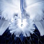125 ML GUERLAIN ORCHIDÉE IMPÉRIALE ESSENCE - IN-LOTION Pleťová emulzia  3 of 3 Pleťová emulzia